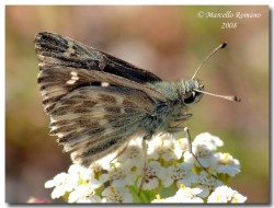 Insetti dalla Croazia: Indice fotografico